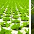 Бизнес-план теплицы на гидропонике по выращиванию клубники и овощей Выращивание клубники в домашних условиях как бизнес